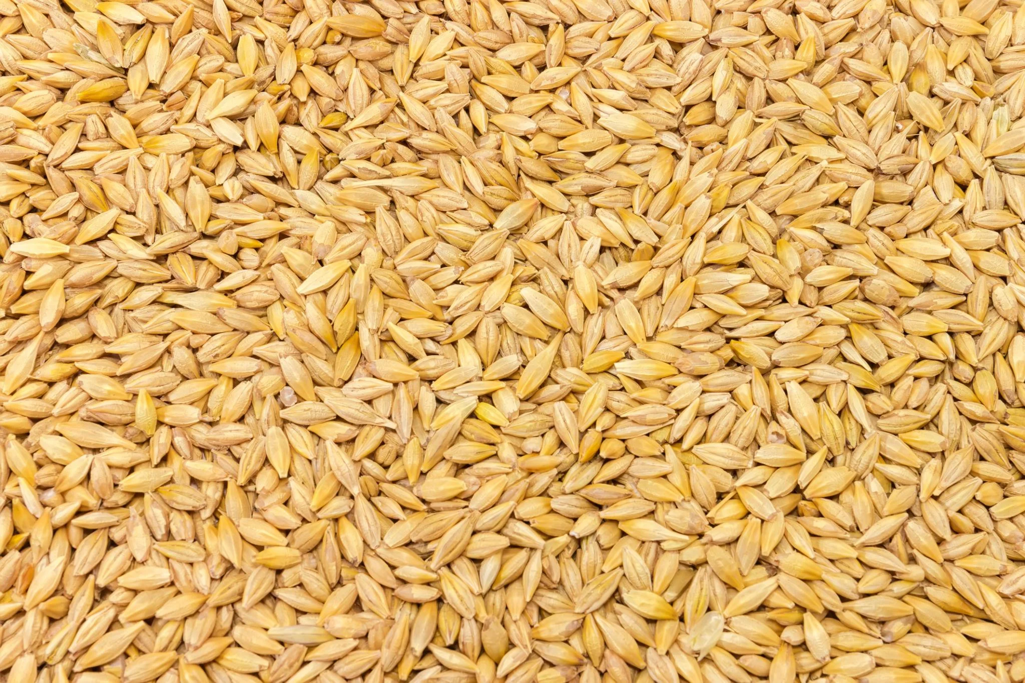 Premium Barley – Bulk Export Quality Barley Supplier from India
