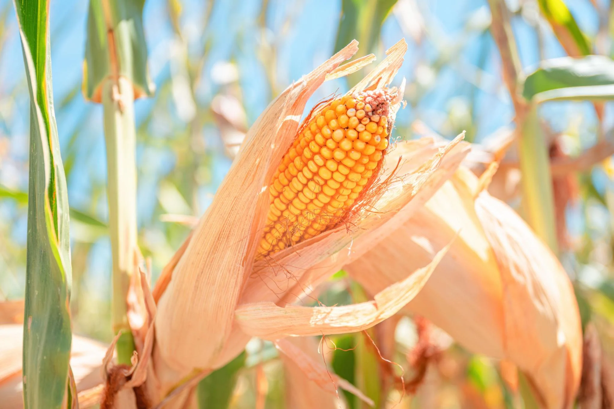 Premium Maize (Corn) – Bulk Export Quality Yellow Maize Supplier from India
