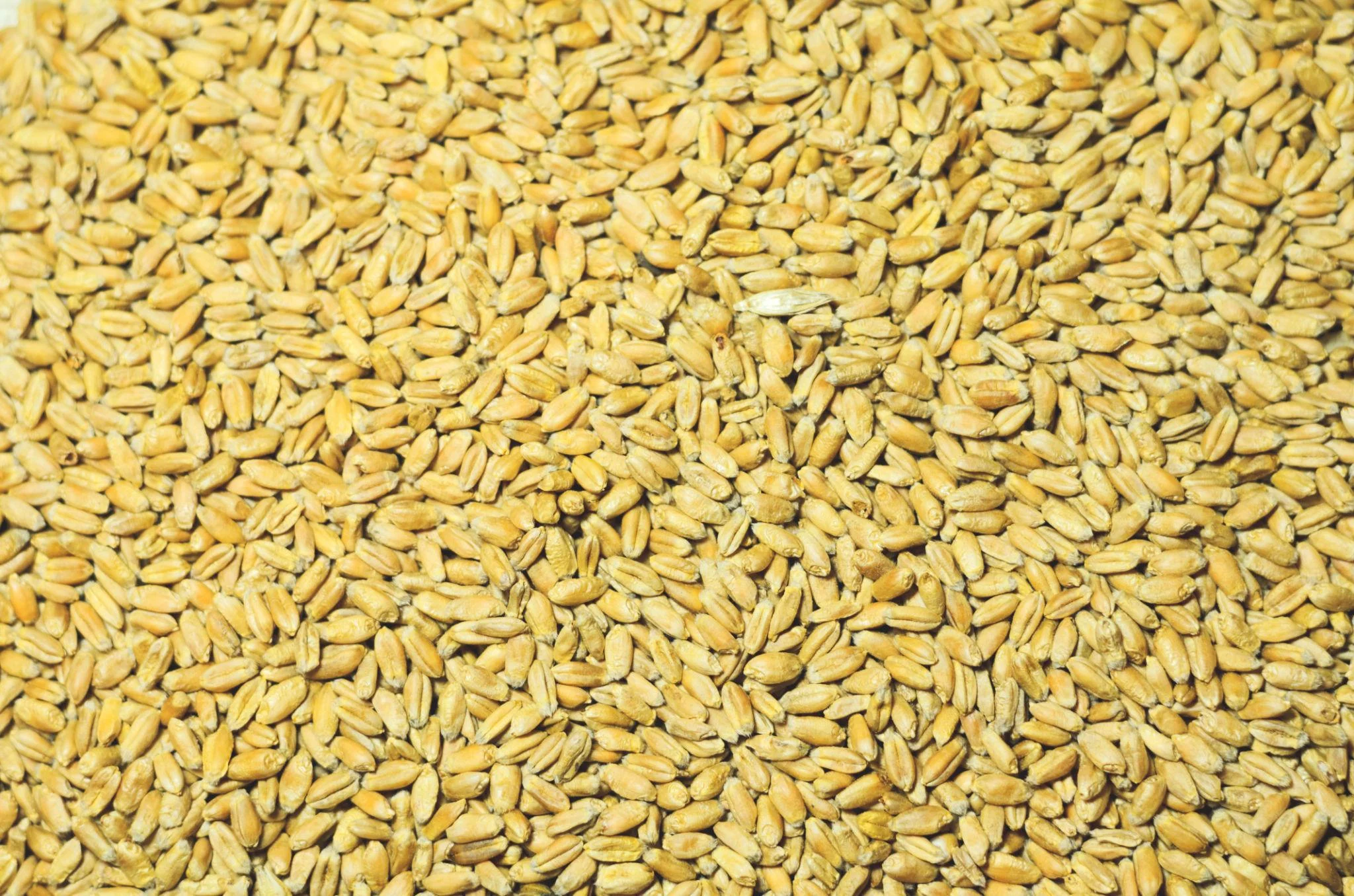 Premium Wheat β High Quality Bulk Wheat Exporter from India - Image 4