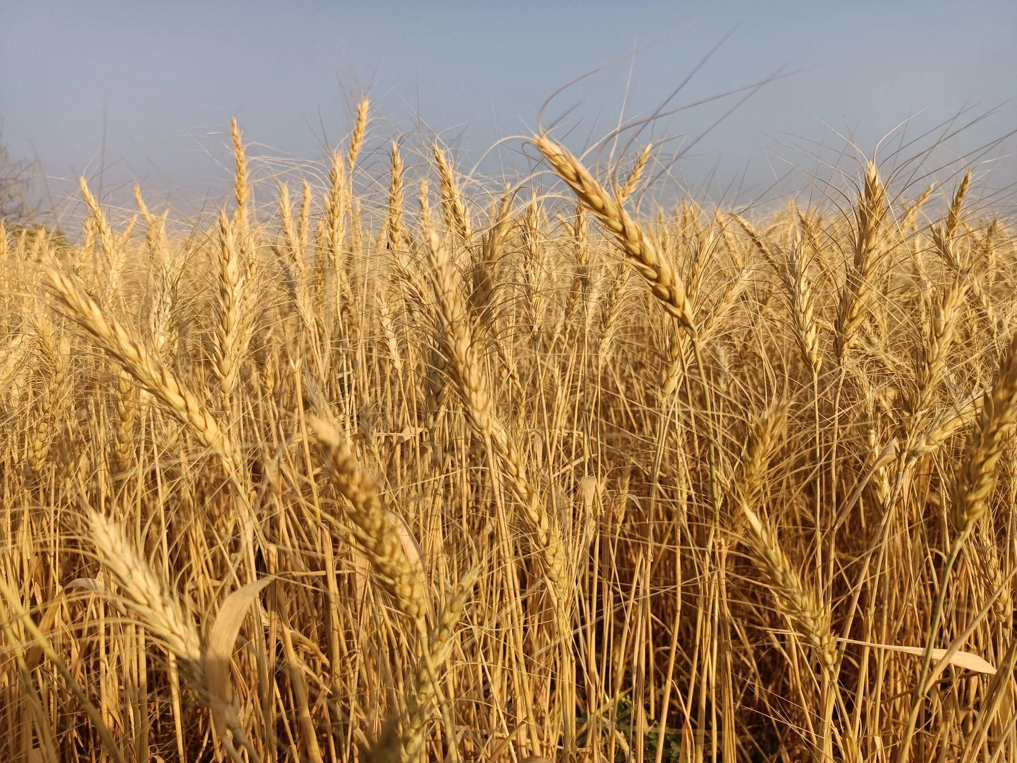 Premium Wheat – High Quality Bulk Wheat Exporter from India